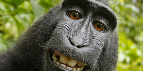 Public Domain monkey Public Domain monkey